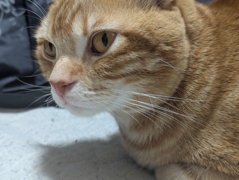 猫、かわいい 3