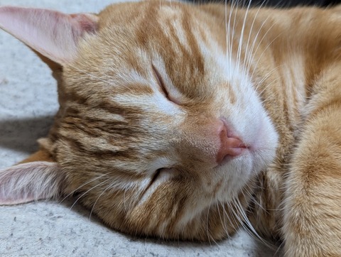 猫、かわいい 4