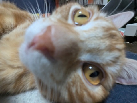 猫、かわいい 12