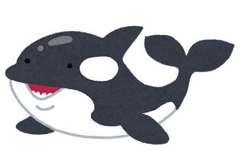 animal_shachi_killer_whale