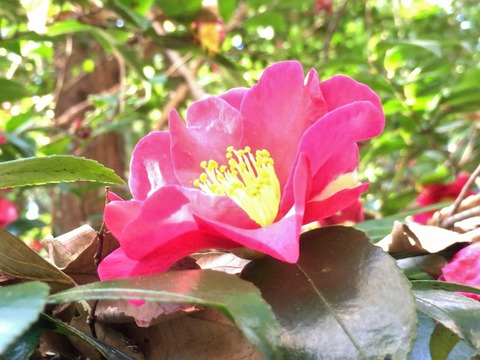 4311A77F-C3A9-4423-A557-BF7E1E8CF241