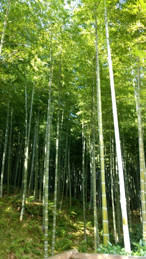 IMG_20161103_101143751