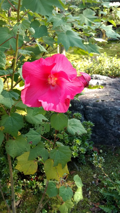 IMG_20161103_100725146