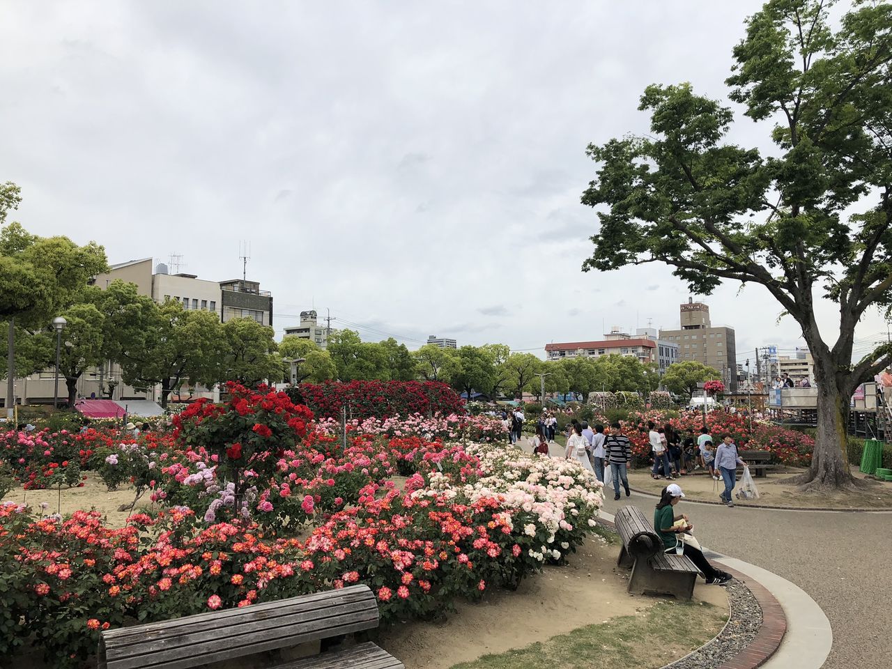 福山ばら祭り あらかん二人のおいじたく