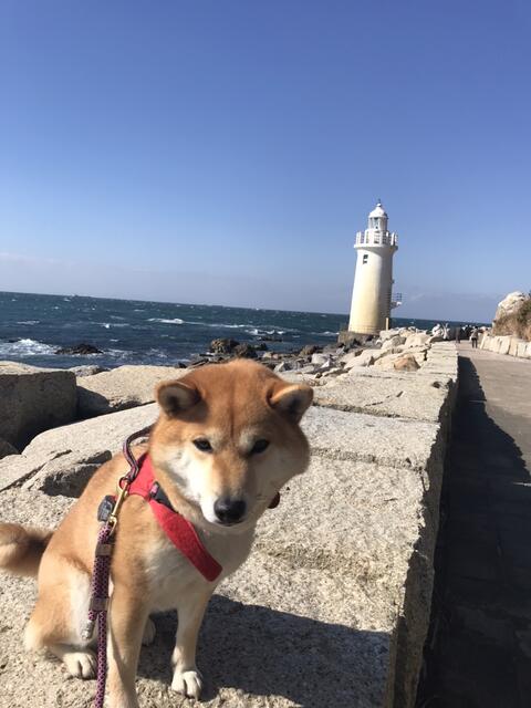 伊良湖岬~恋路ヶ浜 : 山の旅社 ガイドの日記 豊橋木戸
