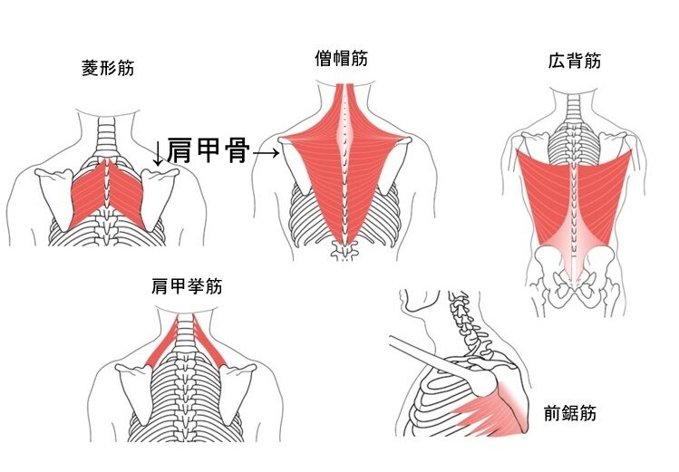 身体を維持しましょう 柔軟性上半身 トレーニング 山の旅社 ガイドの日記 豊橋木戸