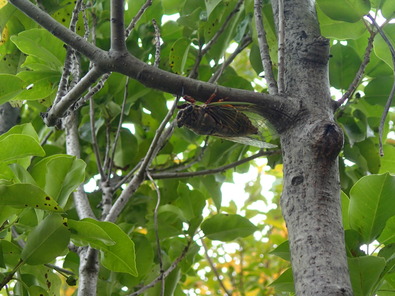 P7250234