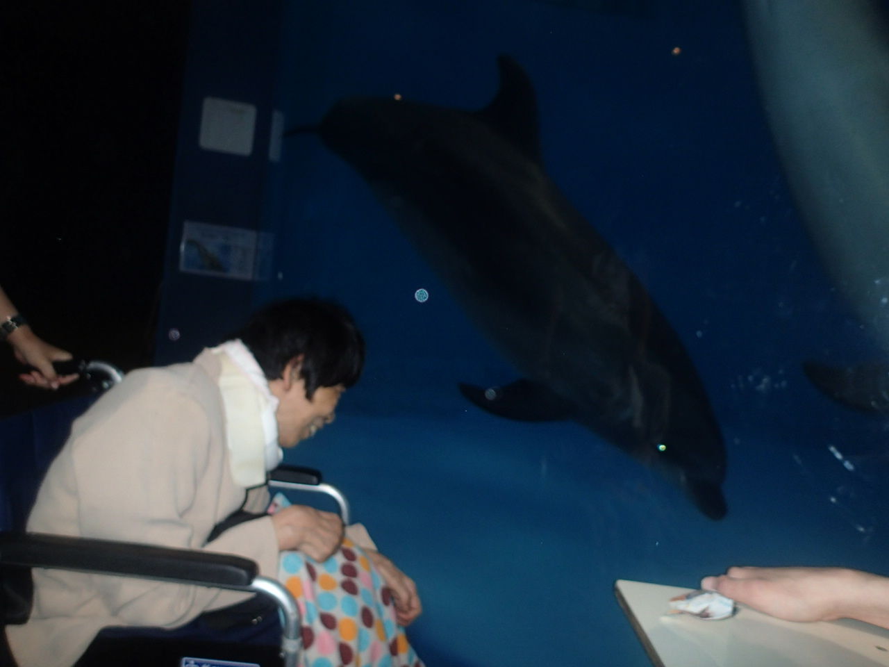 夜の外出 名古屋港水族館 ひまわり福祉会 Key Do I Like 夜の外出 名古屋港水族館 ひまわり福祉会 Key Do I Like