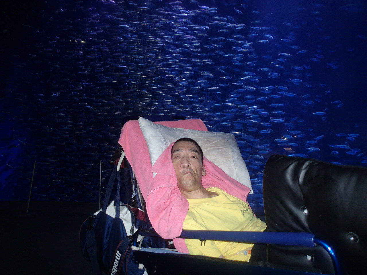 夜の外出 名古屋港水族館 ひまわり福祉会 Key Do I Like 夜の外出 名古屋港水族館 ひまわり福祉会 Key Do I Like