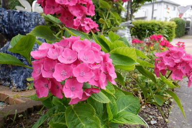 DSCF7831