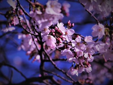 20210322さくらホーム近くの桜並木2