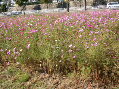 CIMG0445