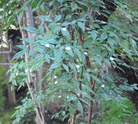 P1660048 - コピー