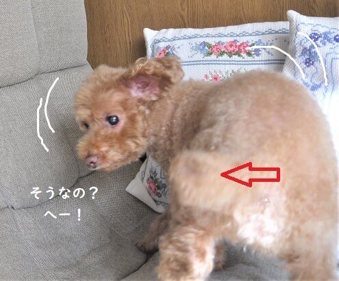 １ はトイプードルらしく ころんころん日記