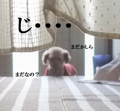 P1660039 - コピー