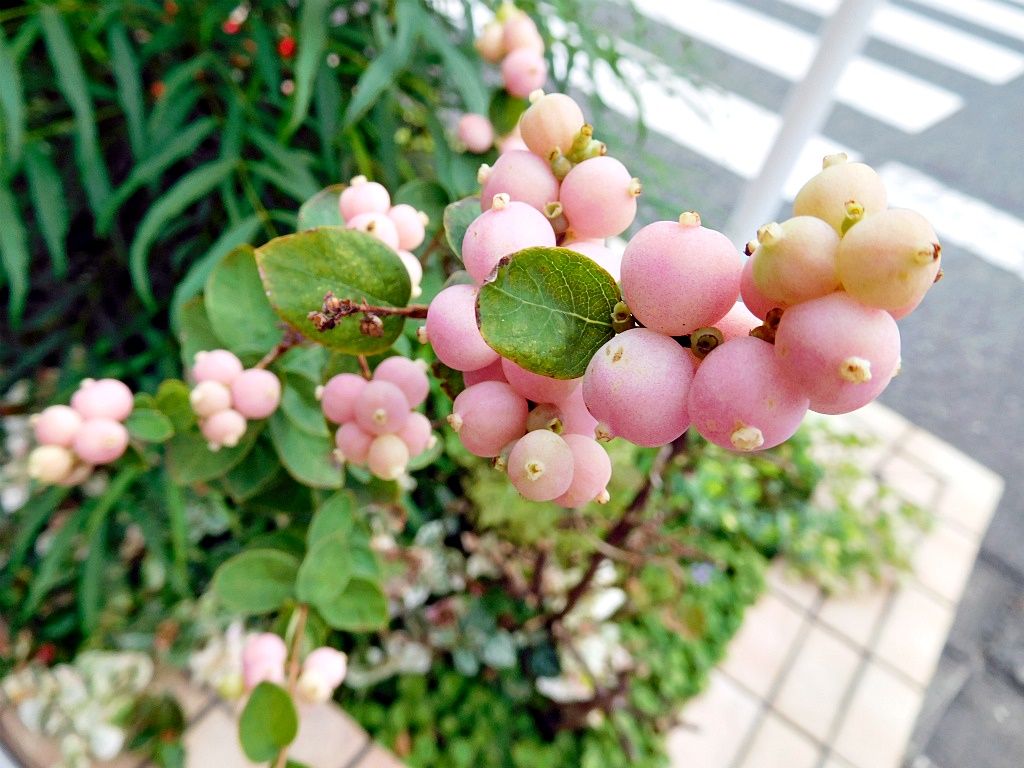 シンフォリカルポス マジカルスウィート きどさちのブログ シンフォリカルポス マジカルスウィート きどさちのブログ