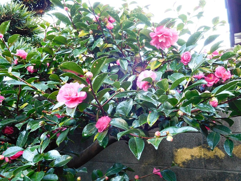 寒椿 かんつばき きどさちのブログ