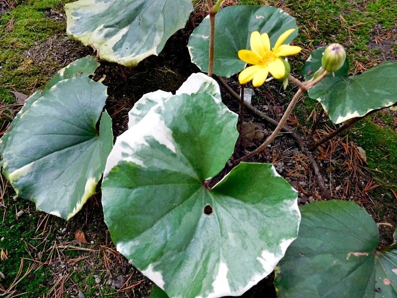 ツワブキ 浮雲錦 石蕗 浮雲錦 大株 ツワブキ：浮雲錦（うきぐもにしき）7号