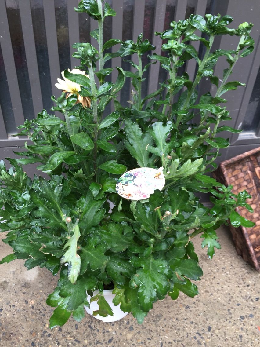 ポットマム 菊の育て方 私流 アイルのblog ポットマム 菊の育て方 私流 アイルのblog