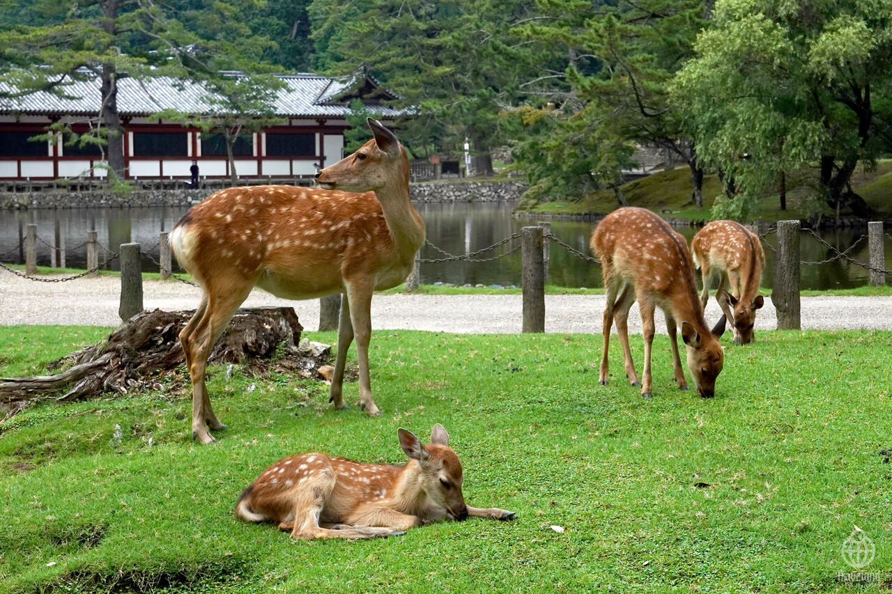 鹿 鹿 Deer ヨコ旅 鹿 鹿 Deer ヨコ旅