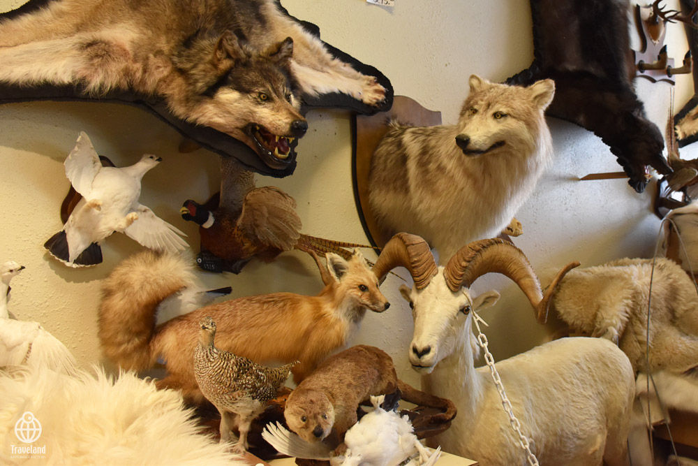 剥製屋 : ヨコ旅