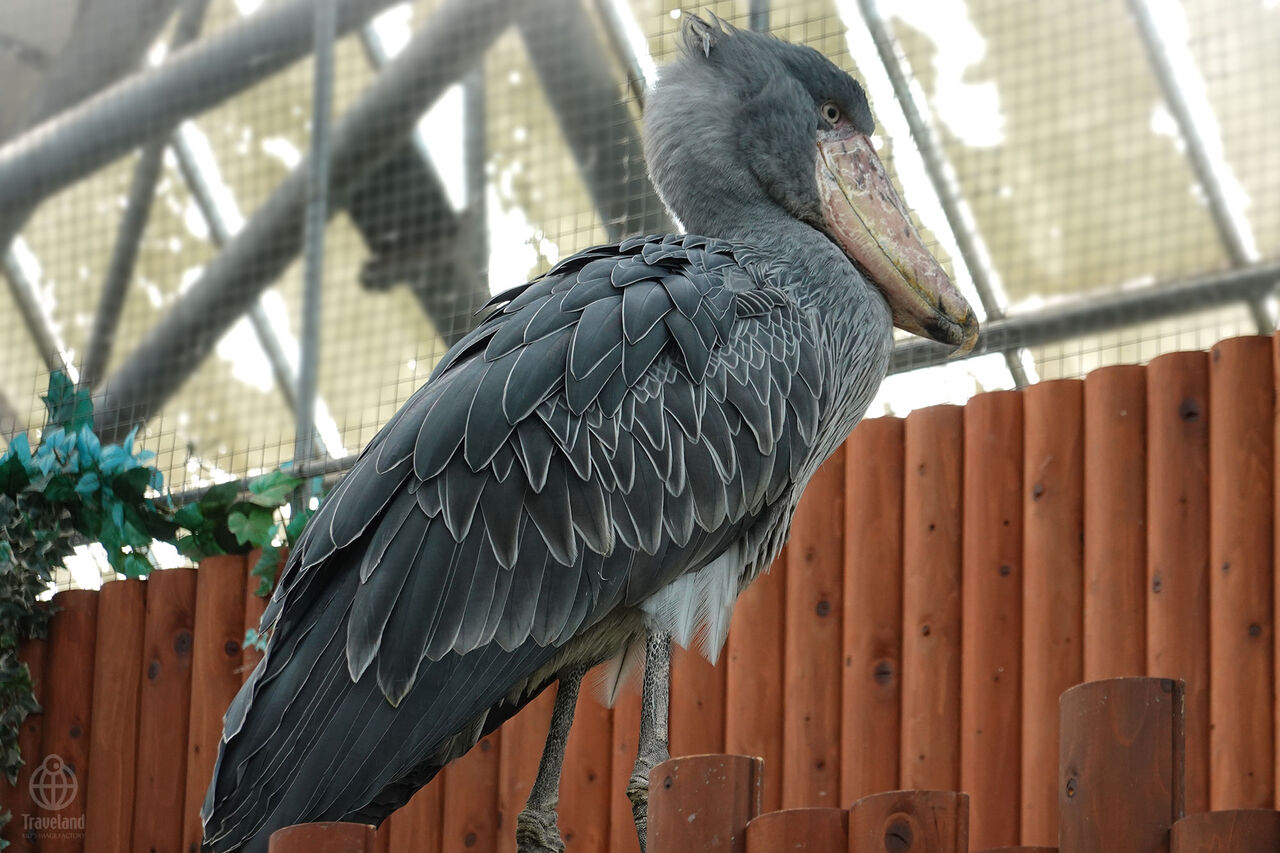 ハシビロコウに会いにゆく ヨコ旅