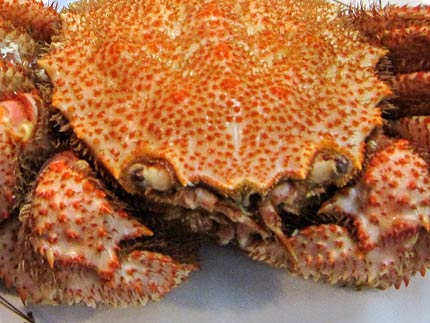 カニの顔 ヨコ旅 カニの顔 ヨコ旅