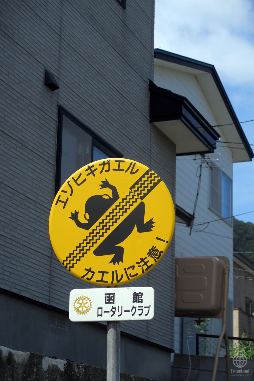 なんで撮ったの？140：エゾヒキガエル : ヨコ旅