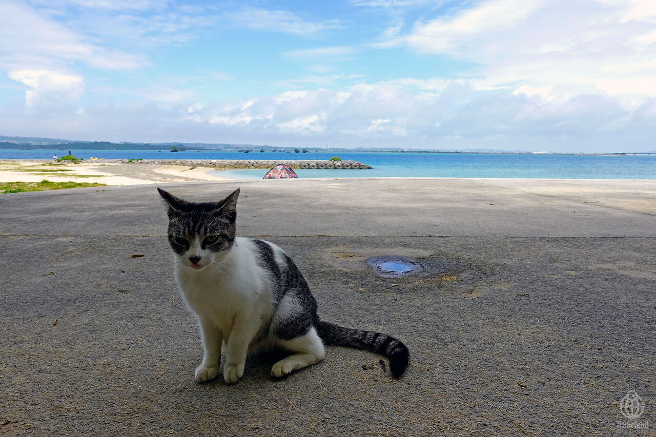 沖縄春日記7 浜比嘉ビーチ ヨコ旅