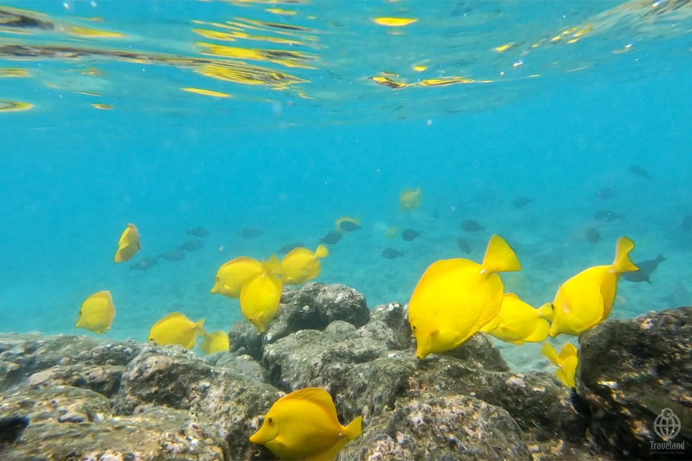 カハルウビーチで魚と遊ぶ ヨコ旅