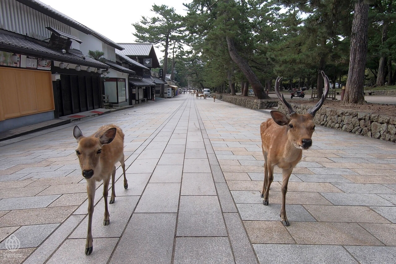 鹿 鹿 Deer ヨコ旅
