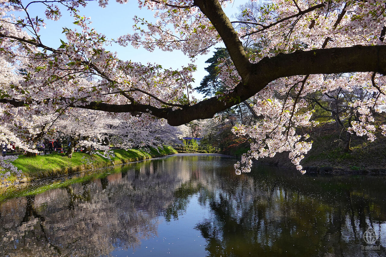 みちのく桜めぐり6 弘前公園の桜 ヨコ旅 みちのく桜めぐり6 弘前公園の桜 ヨコ旅