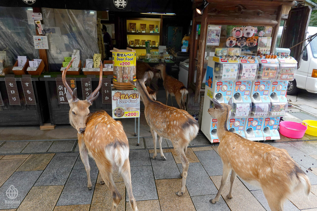鹿 鹿 Deer ヨコ旅