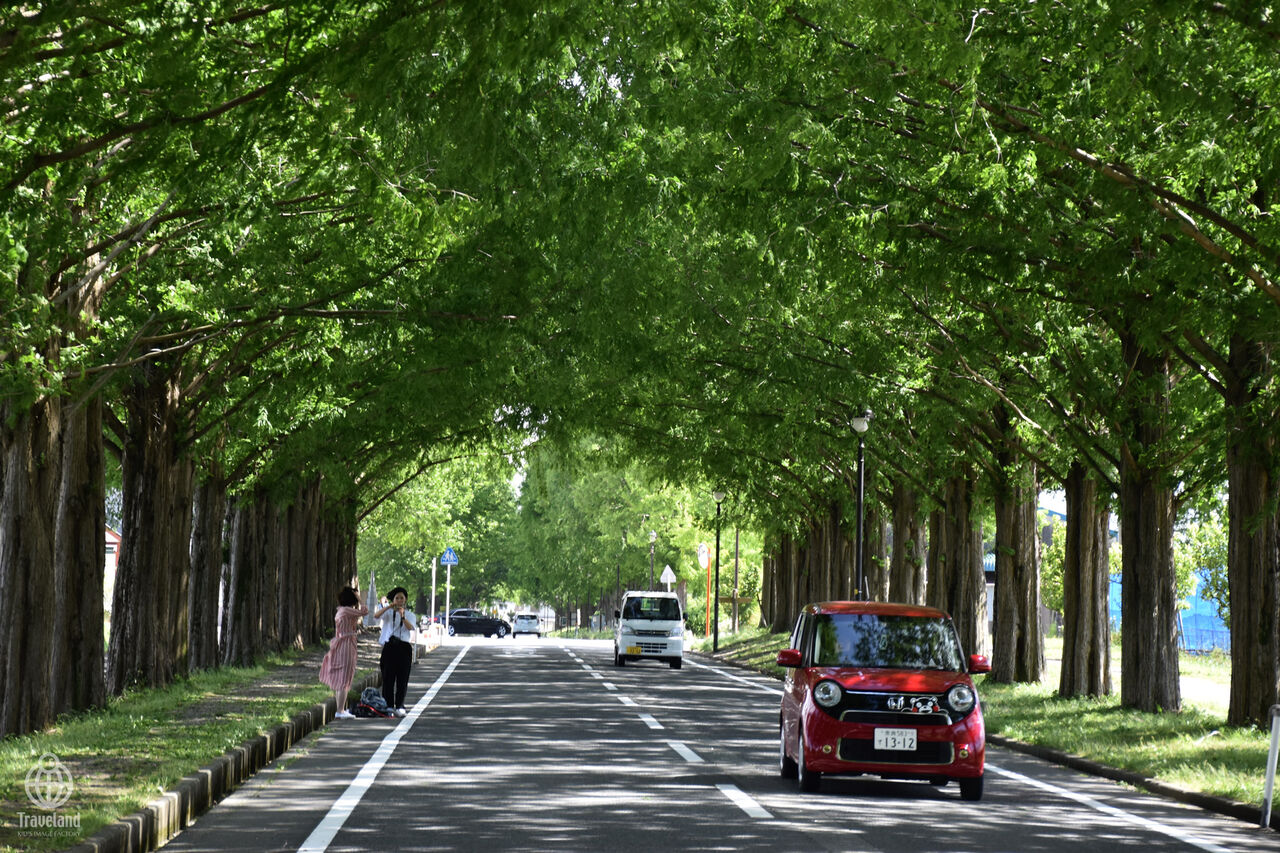 Holiday Moments メタセコイア並木を走りませんか ヨコ旅