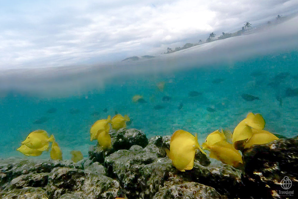 カハルウビーチで魚と遊ぶ ヨコ旅