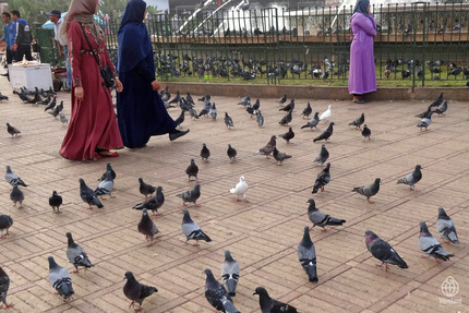 群れる鳩2