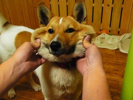 換気扇交換 気が向いたら そん時の気分での 換気扇交換 気が向いたら そん時の気分での