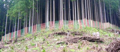 ¼¯¿©³²Ëɸîºô