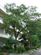 栴檀2