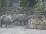 さい逃げる