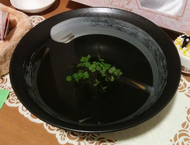 メダカ はじめました 瀬戸の春風こころの昼寝 メダカ はじめました 瀬戸の春風こころの昼寝