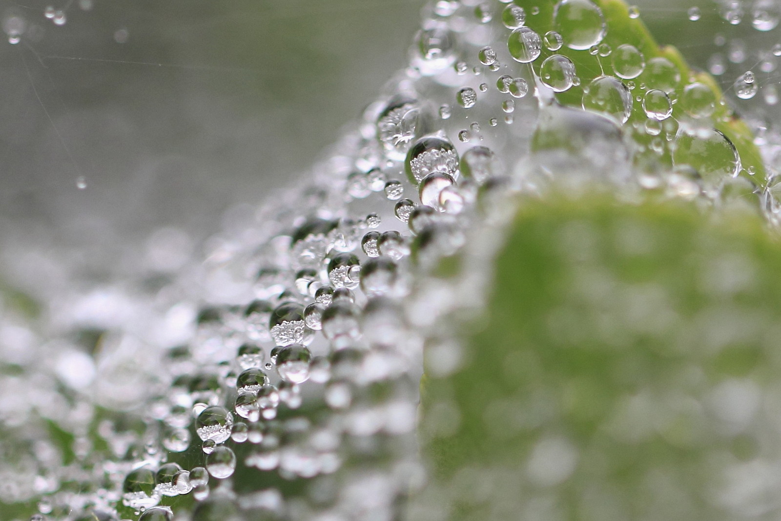 いろいろな露の玉 ガラス玉 ビー玉 ２ 銀の小鈴のブログ
