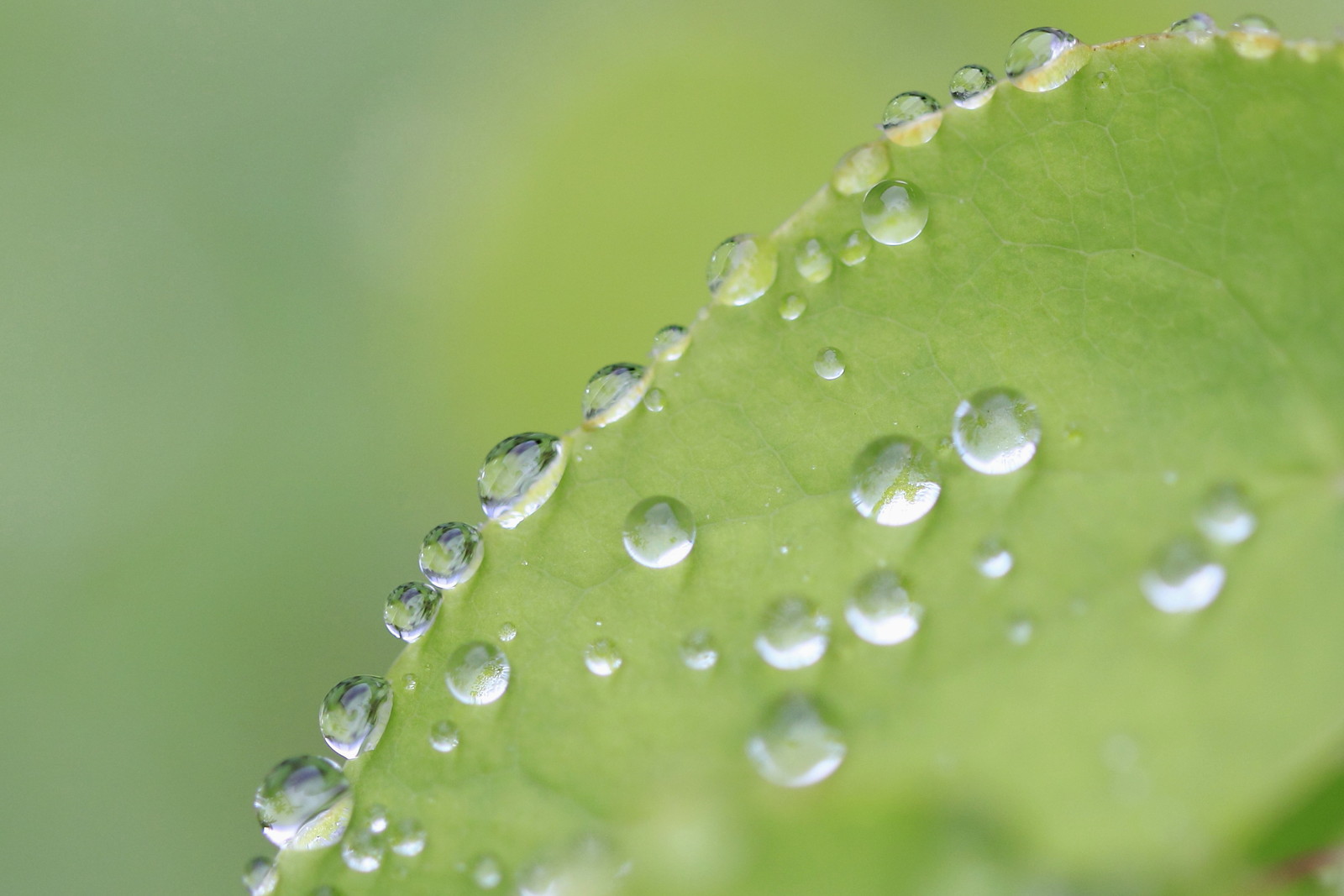 いろいろな露の玉 ガラス玉 ビー玉 銀の小鈴のブログ
