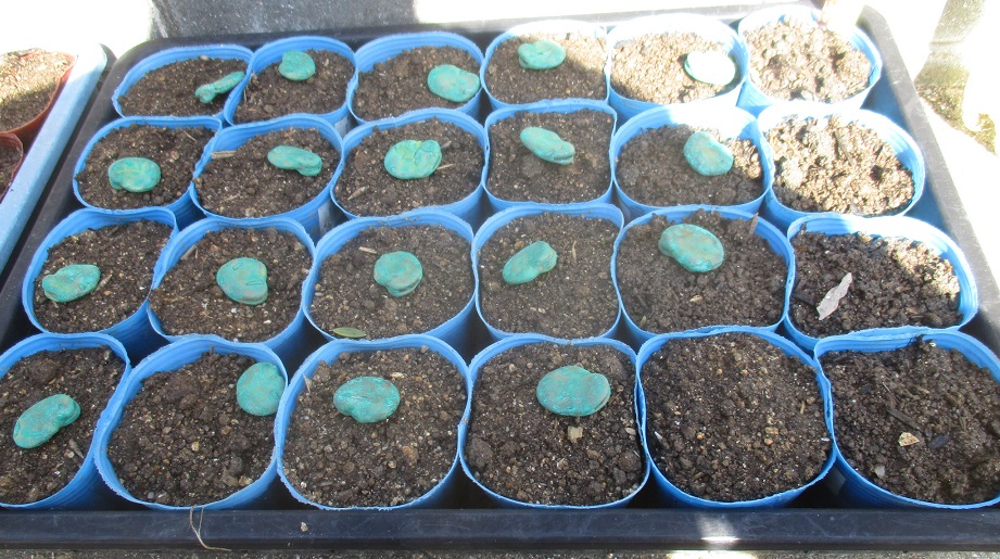 ソラマメ ダイコン レタス チンゲン菜 パクチ 二十日ダイコン 百菜園日誌