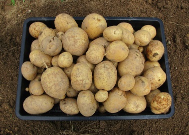 枝葉末節の処理 百菜園日誌