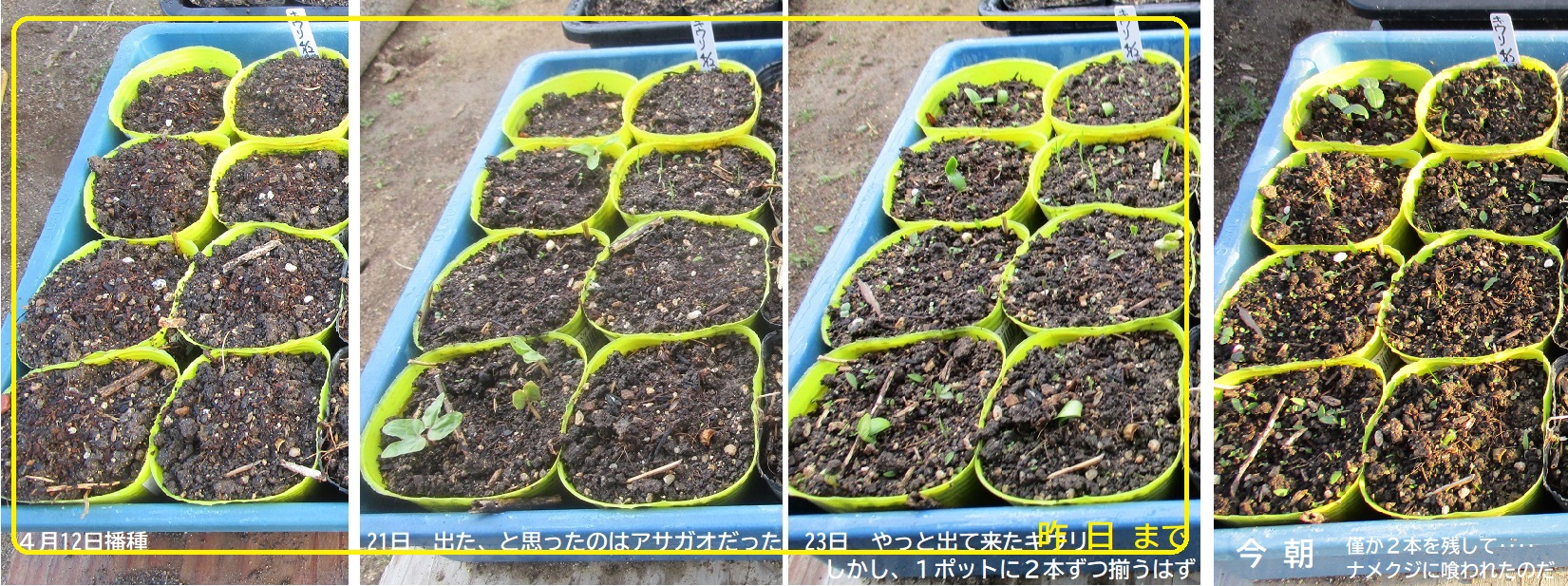 キウリ発芽を食害 ナメクジ 百菜園日誌