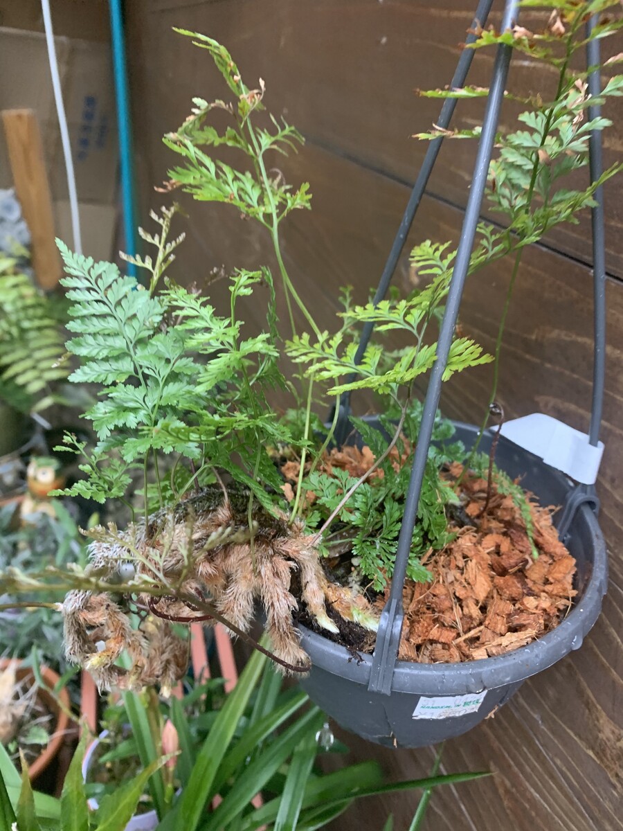シノブ科ダバリア 植え替え 男のロマンはボタニカル シノブ科ダバリア 植え替え 男のロマンはボタニカル