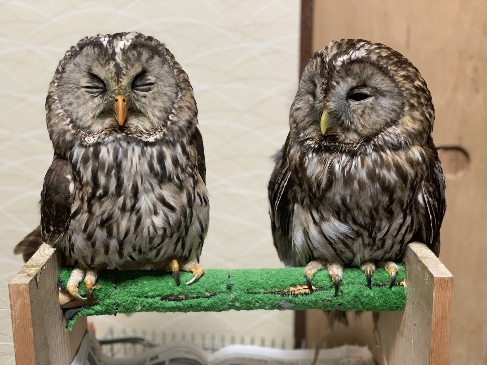 男とロマンと時々機械
タグ:フクロウ
ウラルアウル 正式にアンクレットとジェス作製ウラルアウルその後先日 フクロウ写真家の方とフクロウの縁のイラスト 凄いのだよねキュウシュウフクロウの縁様の威嚇行動縁様の爪切りに使ってるニッパー縁が居なくなったと思ったらアフリカオオコノハズクフクロウの巣箱作りと巣掛け