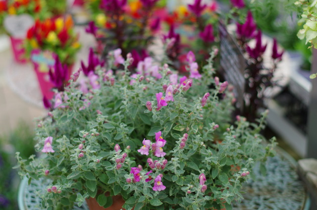 植物 男とロマンと時々機械 植物 男とロマンと時々機械