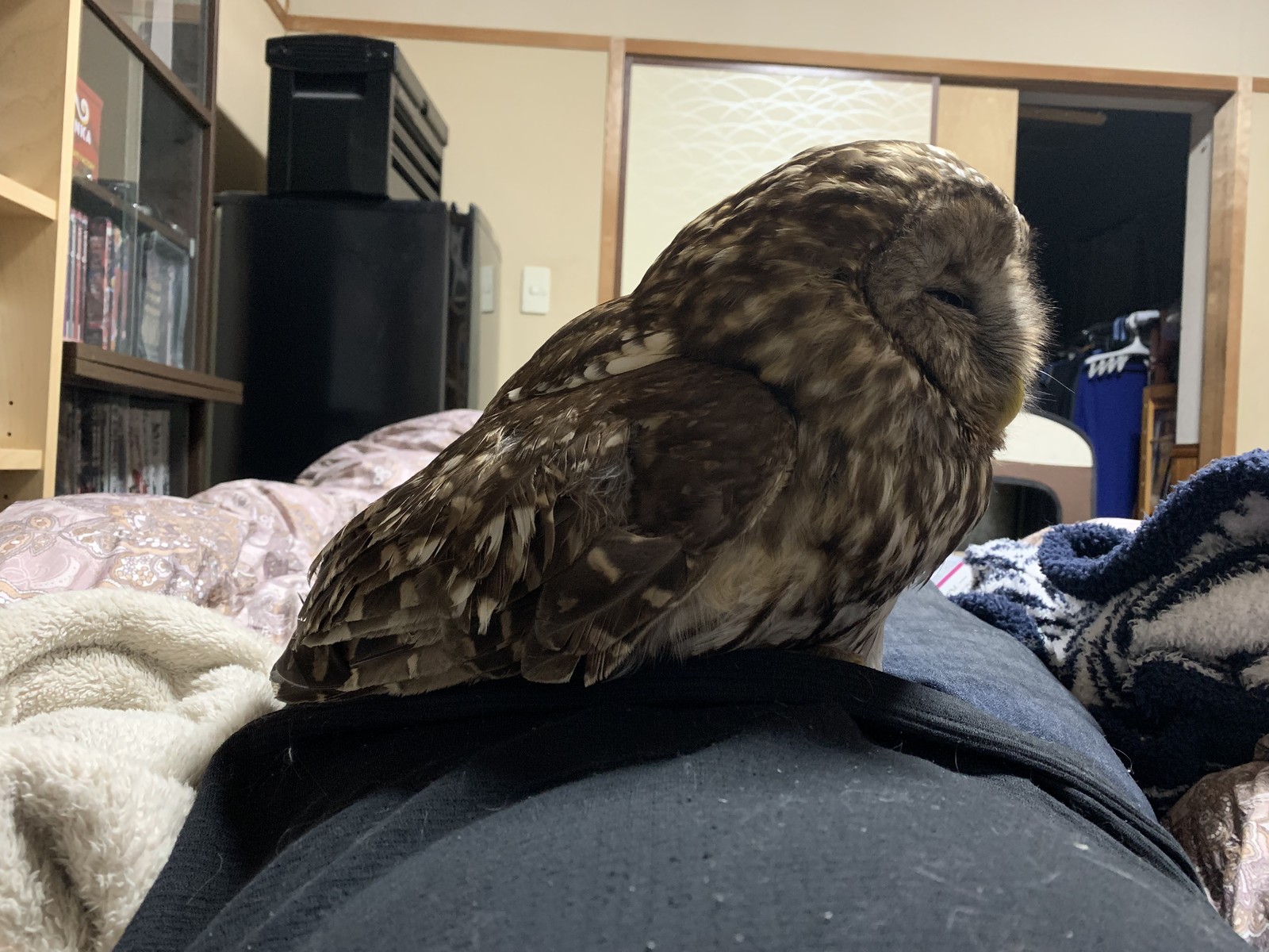 ウラルアウルが来た 男とロマンと時々機械 ウラルアウルが来た 男とロマンと時々機械